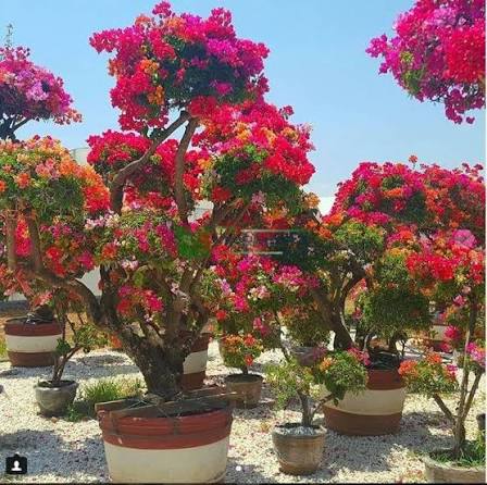 Bougainvillea Glabra (Bougainvillea)