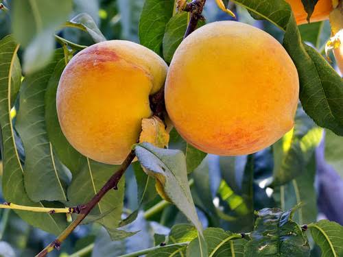 Prunus Persica 'White Gold' (Dwarf White Gold Peach)