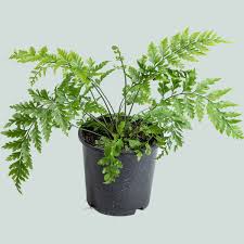Asplenium Bulbiferum (Hen and Chicken Fern)