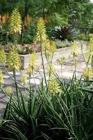 Aloe Hybrid ‘LEO 4520A’ (Bush Baby Yellow™ Aloe)