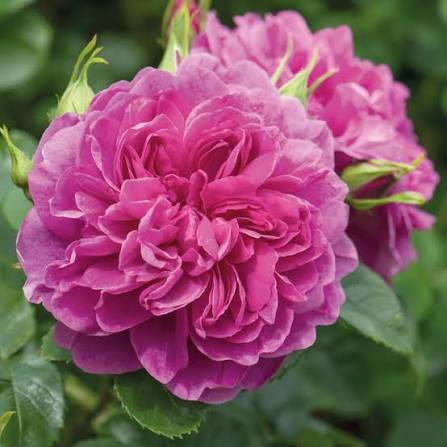 Rosa 'Princess Anne' (Princess Anne English Rose)