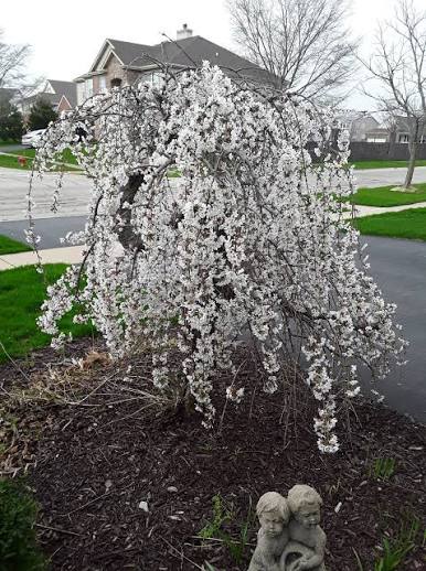 Prunus × subhirtella 'Pendula Alba' Standard (White Weeping Cherry Standard)