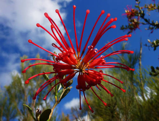 Grevillea oleoides (Red Spider Grevillea)