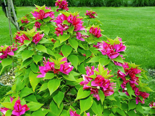 Bougainvillea Glabra (Bougainvillea)