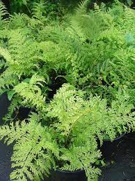 Asplenium Bulbiferum (Hen and Chicken Fern)