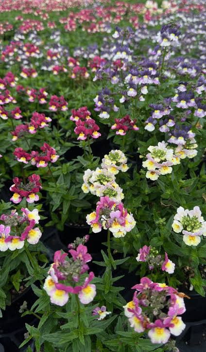 Nemesia 'Sweet Surprise' (Sweet Surprise Nemesia)