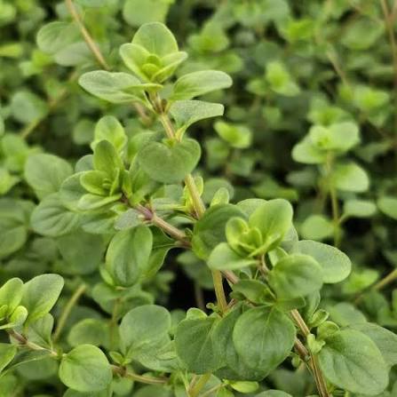Thymus vulgaris 'Pizza' (Pizza Thyme)
