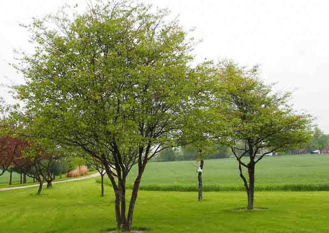 Crataegus phaenopyrum (Washington Hawthorn)