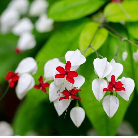 Clerodendrum thomsoniae (Bleeding Heart Vine)