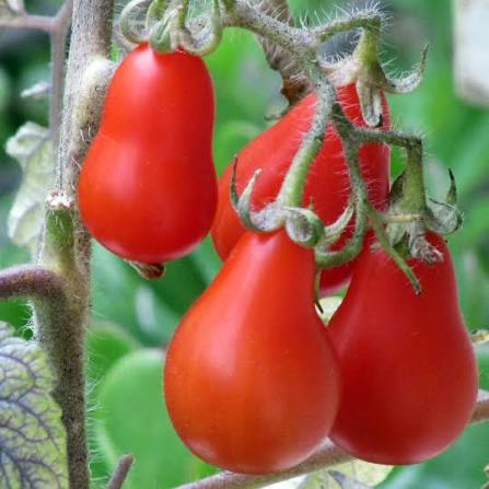 Solanum Lycopersicum (Red Fig Tomato)