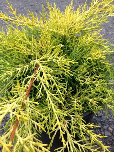 Cupressus macrocarpa ‘Golden Halo’ Standard (Golden Halo Cypress)