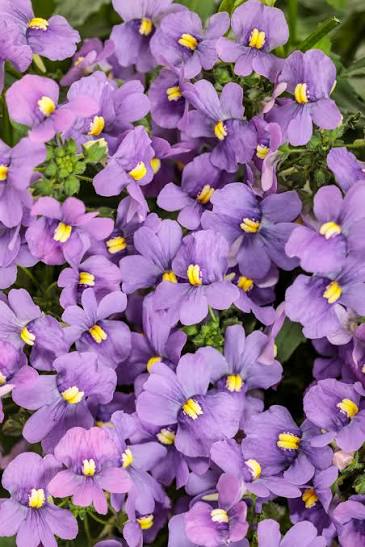 Nemesia Spp. (Purple Nemesia)