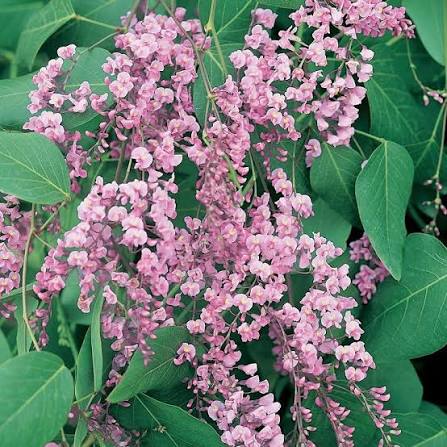Hardenbergia Violacea 'Pink Spray' (Pink Spray Happy Wanderer)