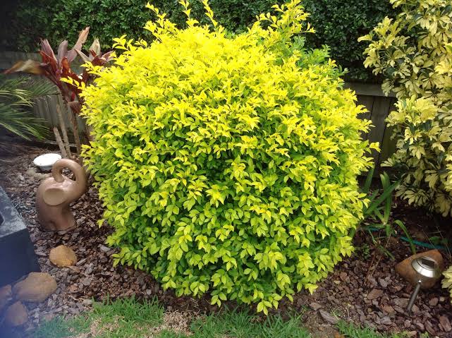 Duranta Erecta ‘Squatters Gold’ (Squatters Gold Duranta)