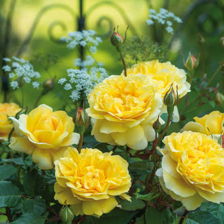 Rosa 'The Poet's Wife' (The Poet's Wife Rose)