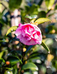 Camellia Sasanqua ‘Jennifer Susan’ (Jennifer Susan Camellia Standards)