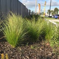 Carex Appressa (Tall Sedge)