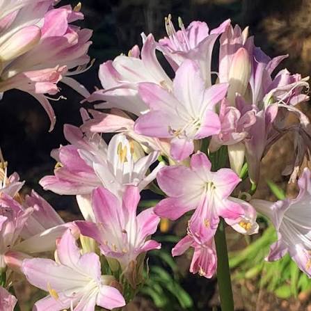 Agapanthus Hybrid 'Blush Pink' (Pink African Lily)