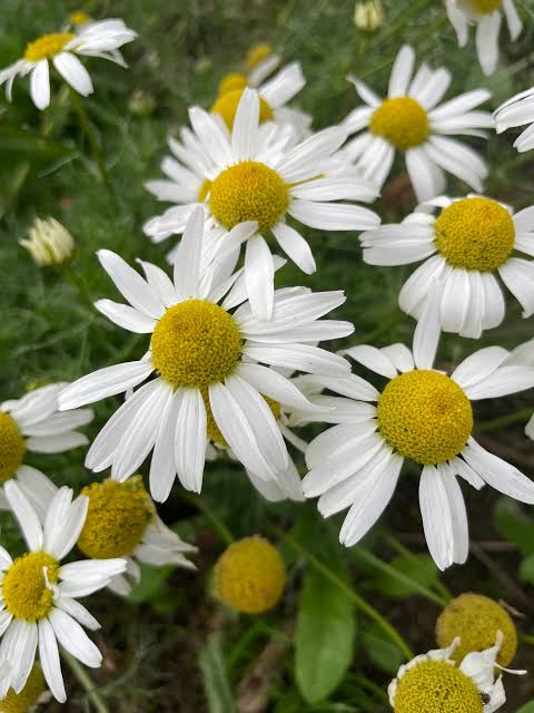 Chamomile Flower Lawn (Chamomile Lawn)