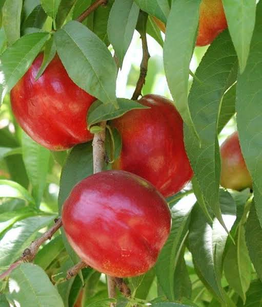 Prunus Persica var. Nucipersica 'Flavortop' (Dwarf Flavortop Nectarine)