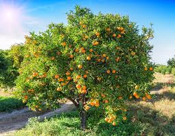 Citrus Sinensis ‘Washington Navel’ (Orange)
