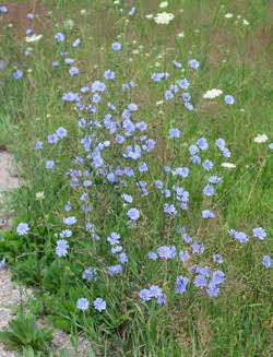 Chicory (Cichorium intybus)