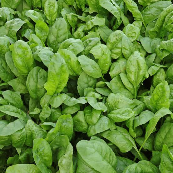 Spinacia Oleracea (English Spinach)
