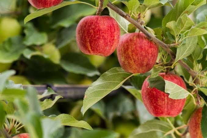 Malus Domestica 'Gala' (Semi-Dwarf Gala Apple)