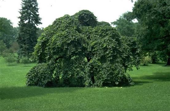 Ulmus glabra 'Camperdownii' (Camperdown Elm)