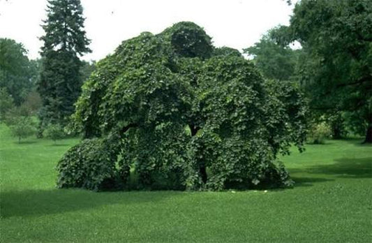 Ulmus glabra 'Camperdownii' (Camperdown Elm)