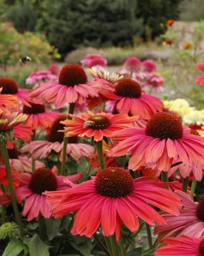 Echinacea Purpurea 'Revelation Coral' (Revelation Coral Coneflower)