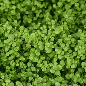 Mentha requienii (Corsican Mint)