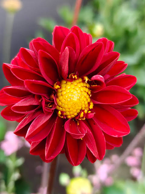 Dahlia 'Imagine Mini Red' (Imagine Mini Red Dahlia)