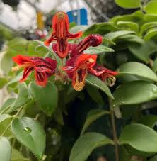Aeschynanthus 'Tricolour' (Tricolour Lipstick Plant)