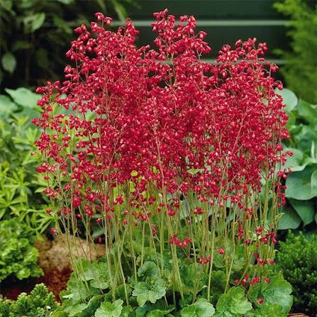 Heuchera Sanguinea 'Firefly' (Firefly Coral Bells)