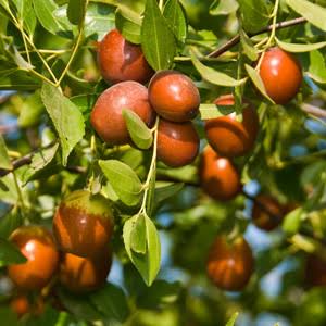 Ziziphus jujuba 'Chico' (Chico Jujube)