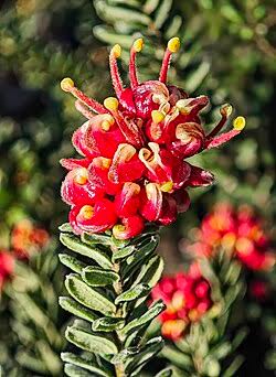 Grevillea banksii (Banks’ Grevillea)