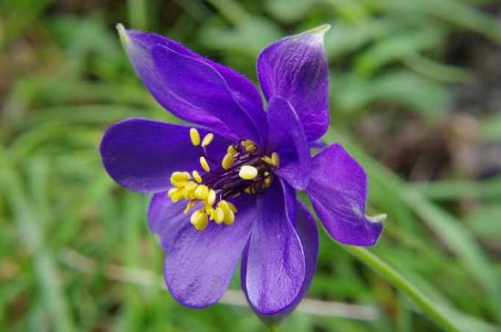Aquilegia alpina (Alpine Columbine)