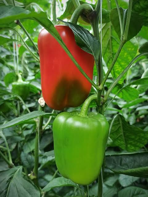Capsicum Annuum (Californian Wonder Capsicum)
