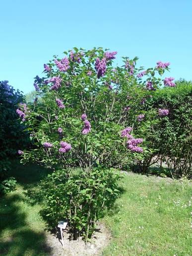Syringa vulgaris 'Mrs Edward Harding' (Mrs Edward Harding Lilac)