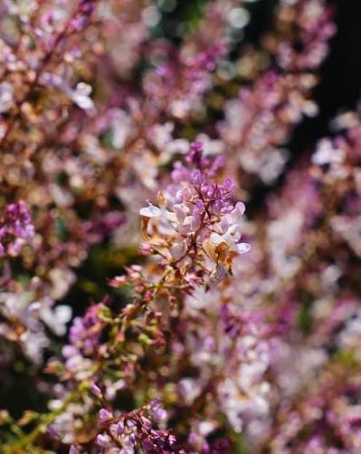 Plectranthus Ciliatus (Flora Mound™)