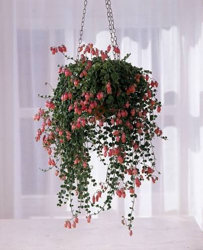 Kalanchoe uniflora (Trailing Kalanchoe)