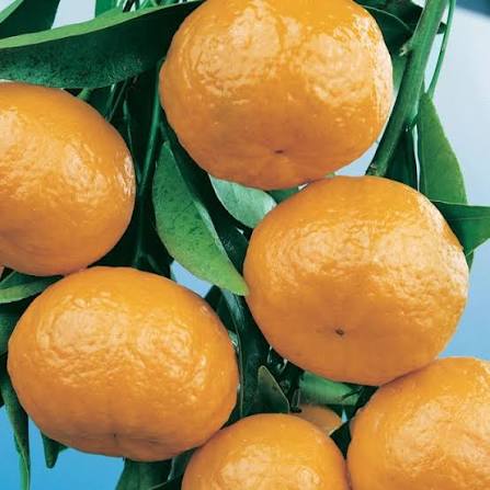 Citrus reticulata 'Emperor' (Espaliered Emperor Mandarin)