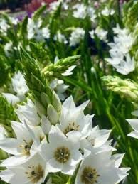 Ornithogalum 'White Princess' (Star of Bethlehem)