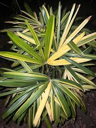 Rhapis excelsa Variegated (Variegated Lady Palm)