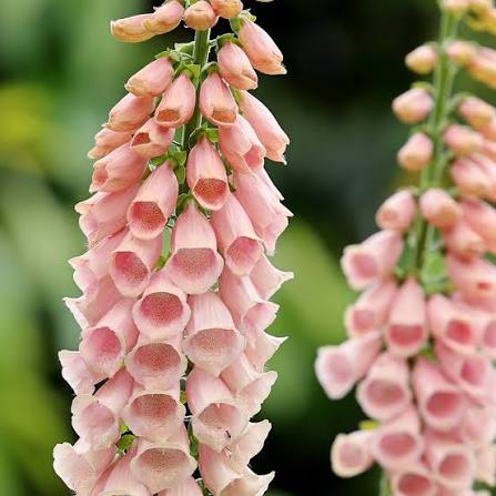 Digitalis Purpurea 'Apricot' (Apricot Foxglove)
