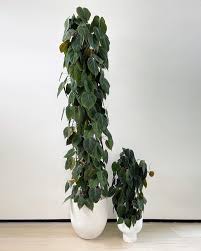 Philodendron Hederaceum (Heartleaf Philodendron Totem Pole)