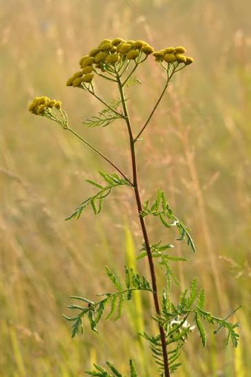 Tanacetum Vulgare (Tansy)