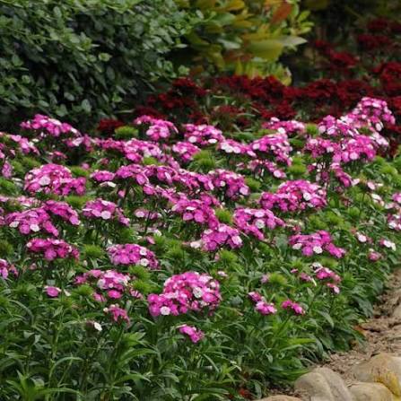 Dianthus ‘Dart Pink Magician’ (Pink Magician Dianthus)