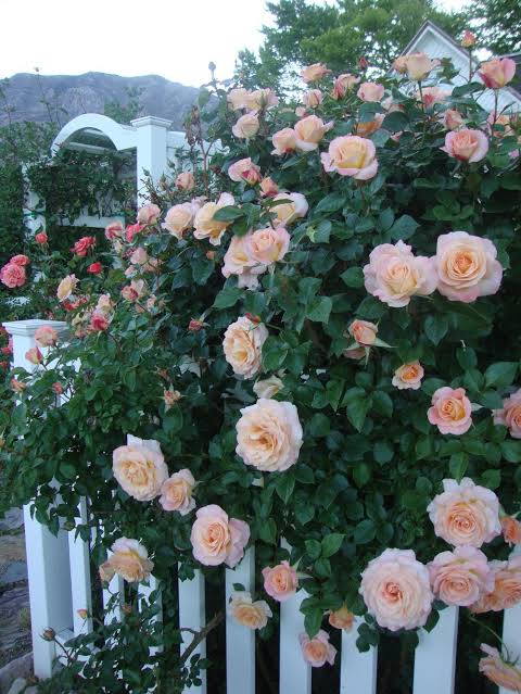 Rosa 'Daybreaker' (Daybreaker Rose)